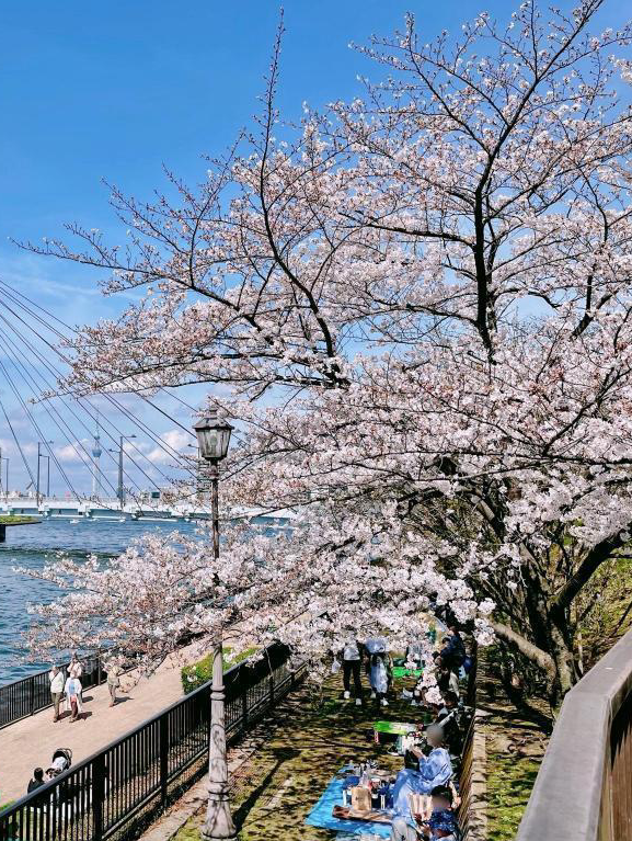 隅田川で桜見ながらワイン飲むだけの会🍷🌸