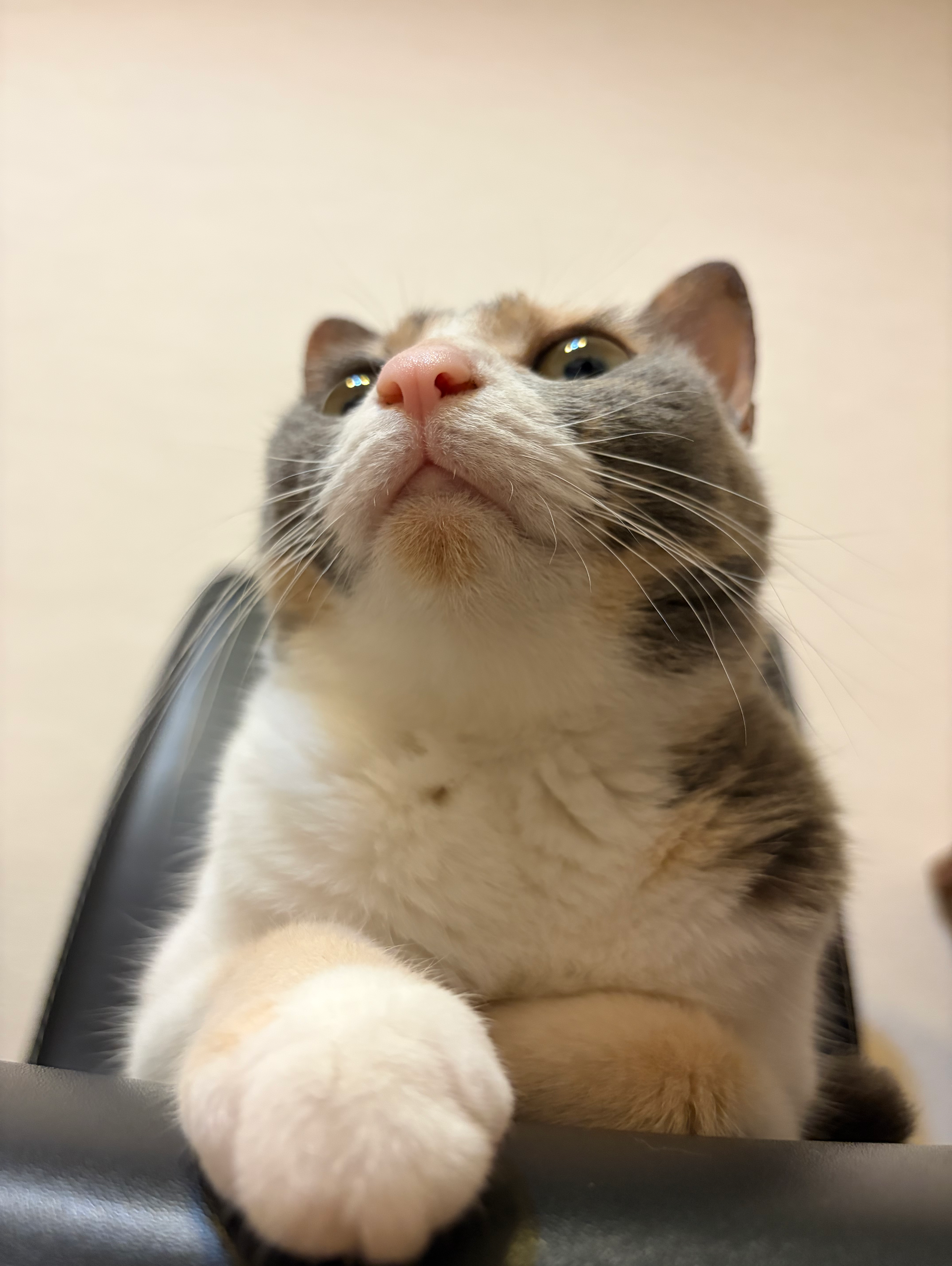 全方位猫