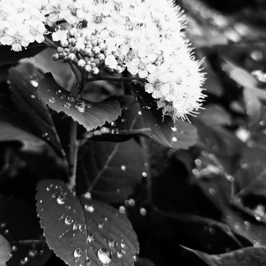 雨色無彩色