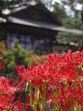 季節の花🌹