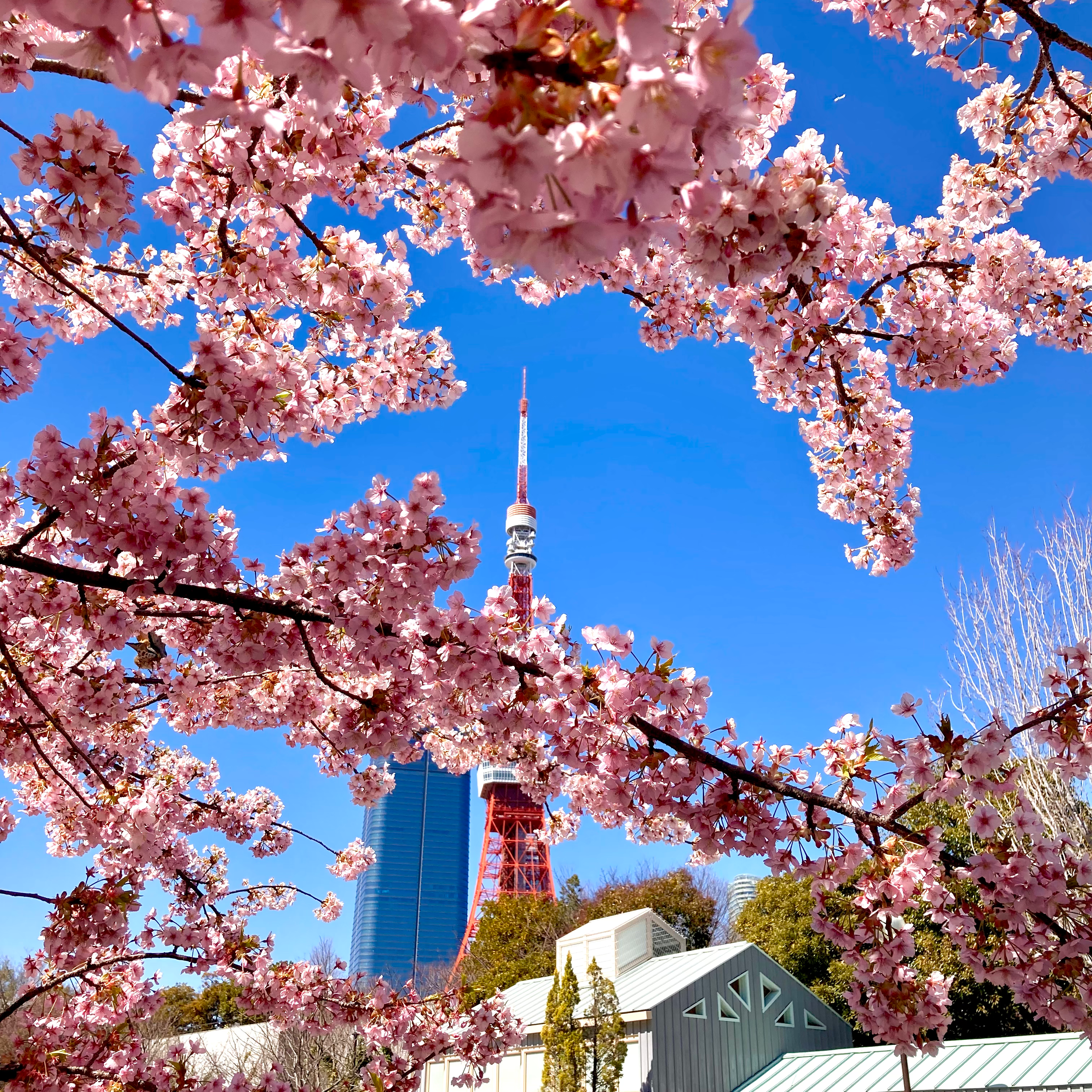 東京の星