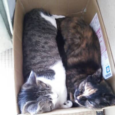 猫好きさんの星