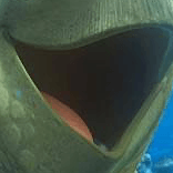 タートルトークの星