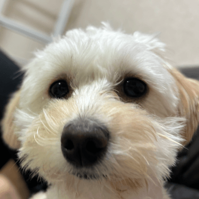 犬の星