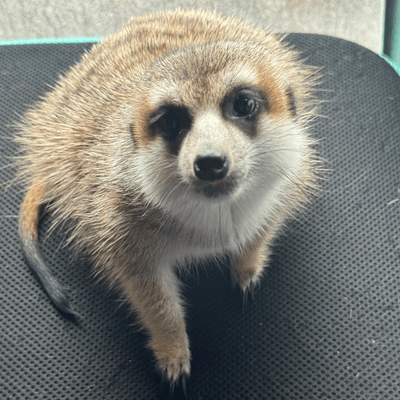 ミーアキャットの星