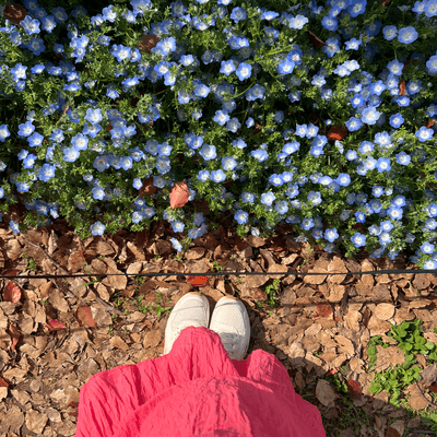 公園と自然の星