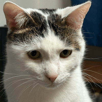 動物の賢さ????????