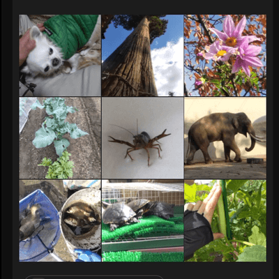 生き物リスペクトの星