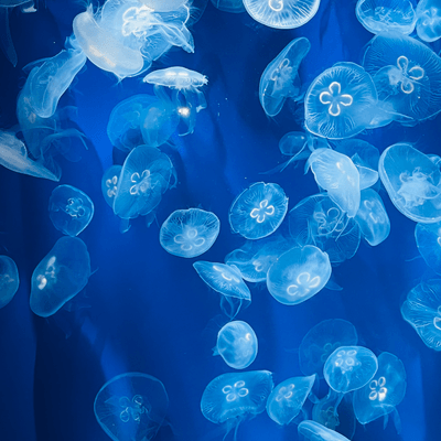 心優しい庶民の星