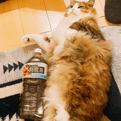 巨猫の星