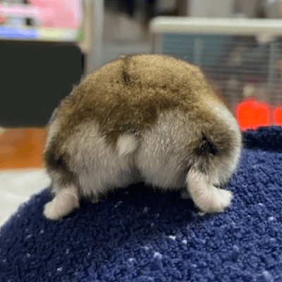 ハムケツを愛する星