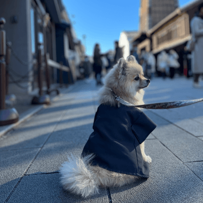 ポメラニアンの星