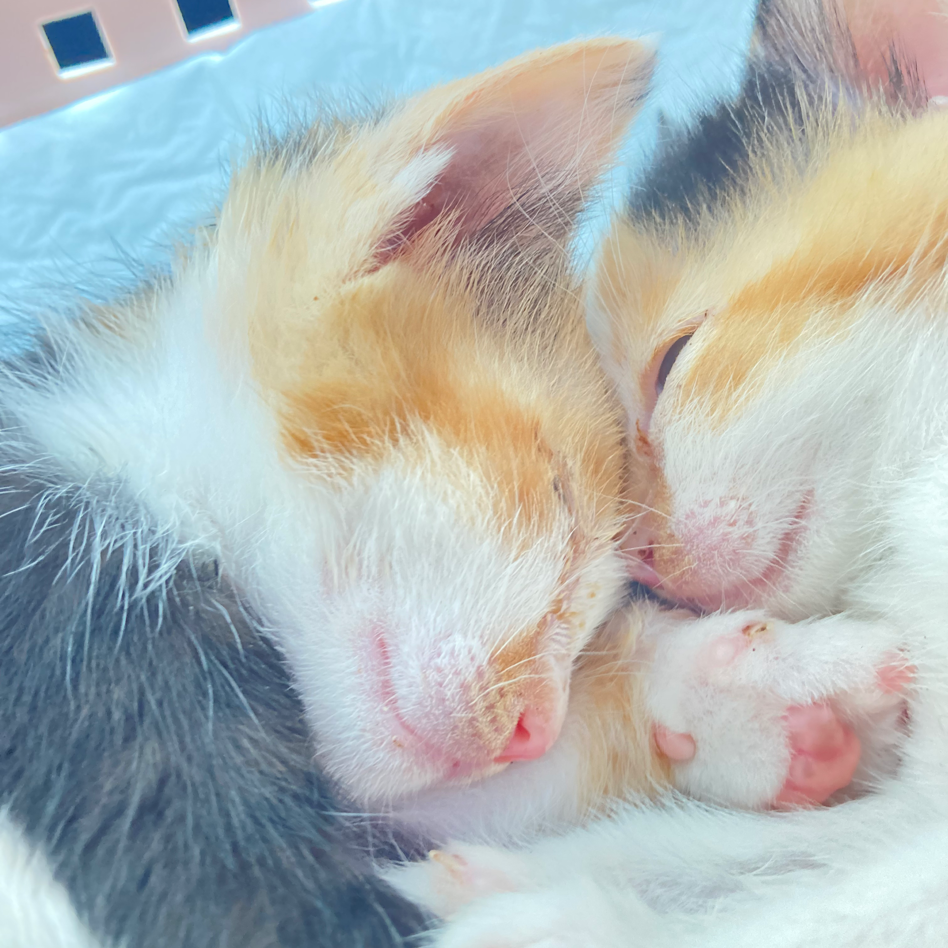 動物保護の星