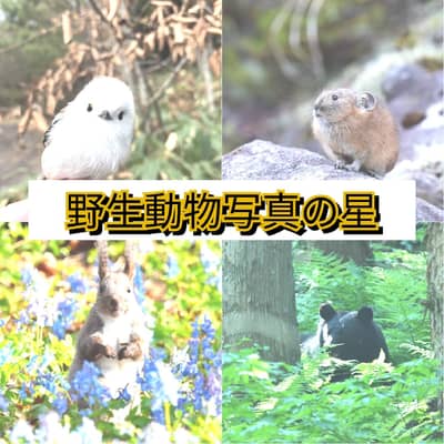 野生動物写真の星