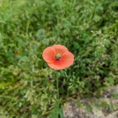 小さな事でも褒める星