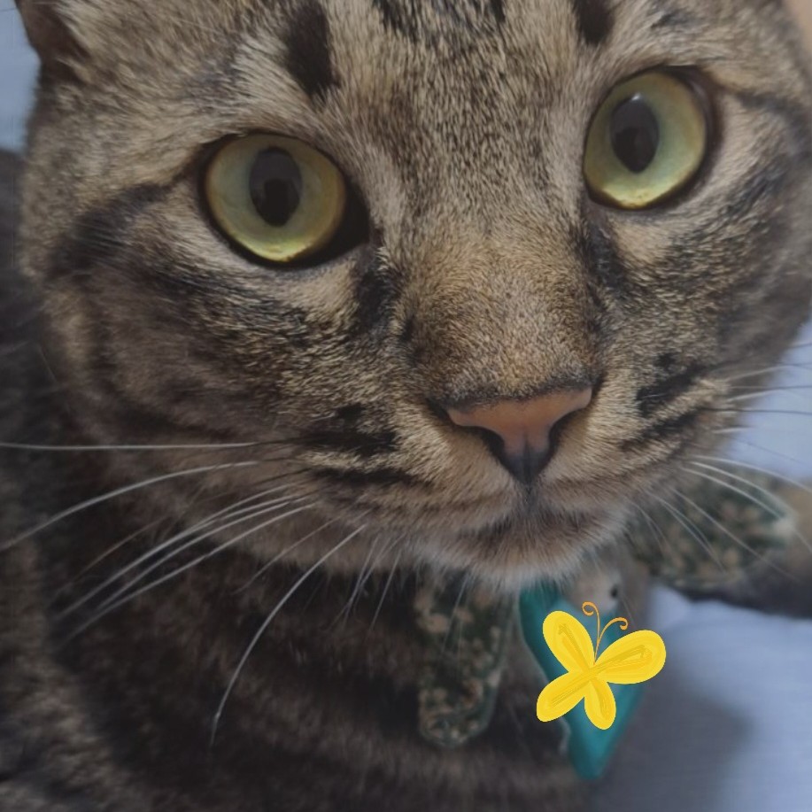 とても幸せの星