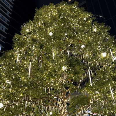 左利きの集まる星