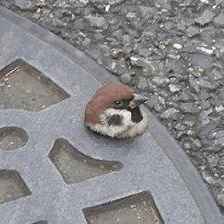 意識他界系の星