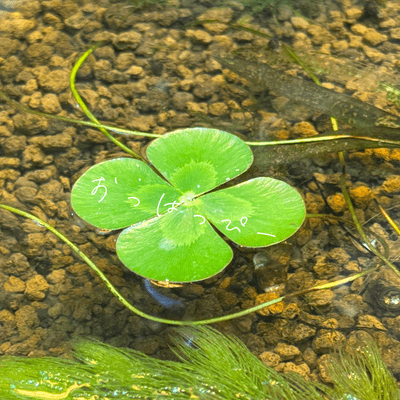 おっはっぴー✌️🍀の星