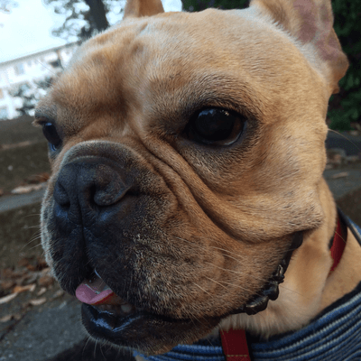 鼻ぺちゃ犬・猫の星