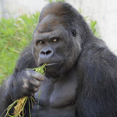 アニマルフィーバー星