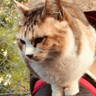 あにまる好きの星