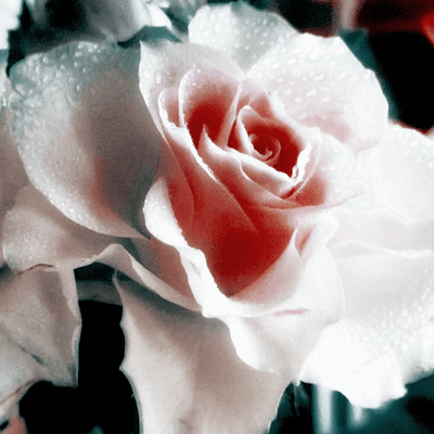 アーティストの星