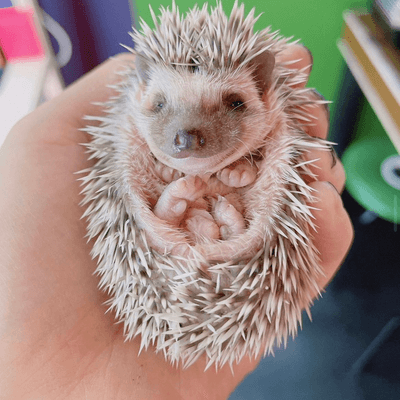 ハリネズミの星