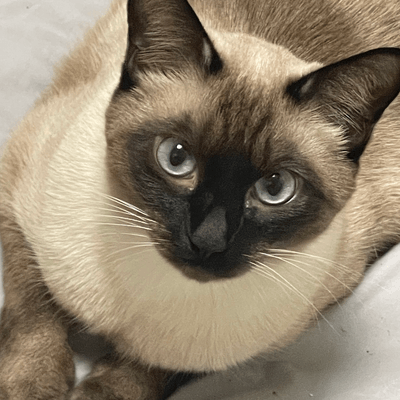 写真・映像の星