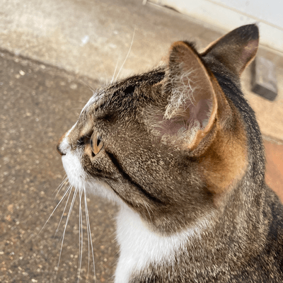 動物大好きの星