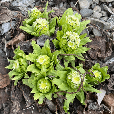 草を採って食べる星
