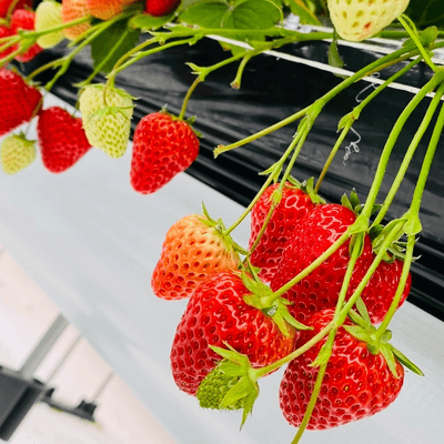 いちご好きの星