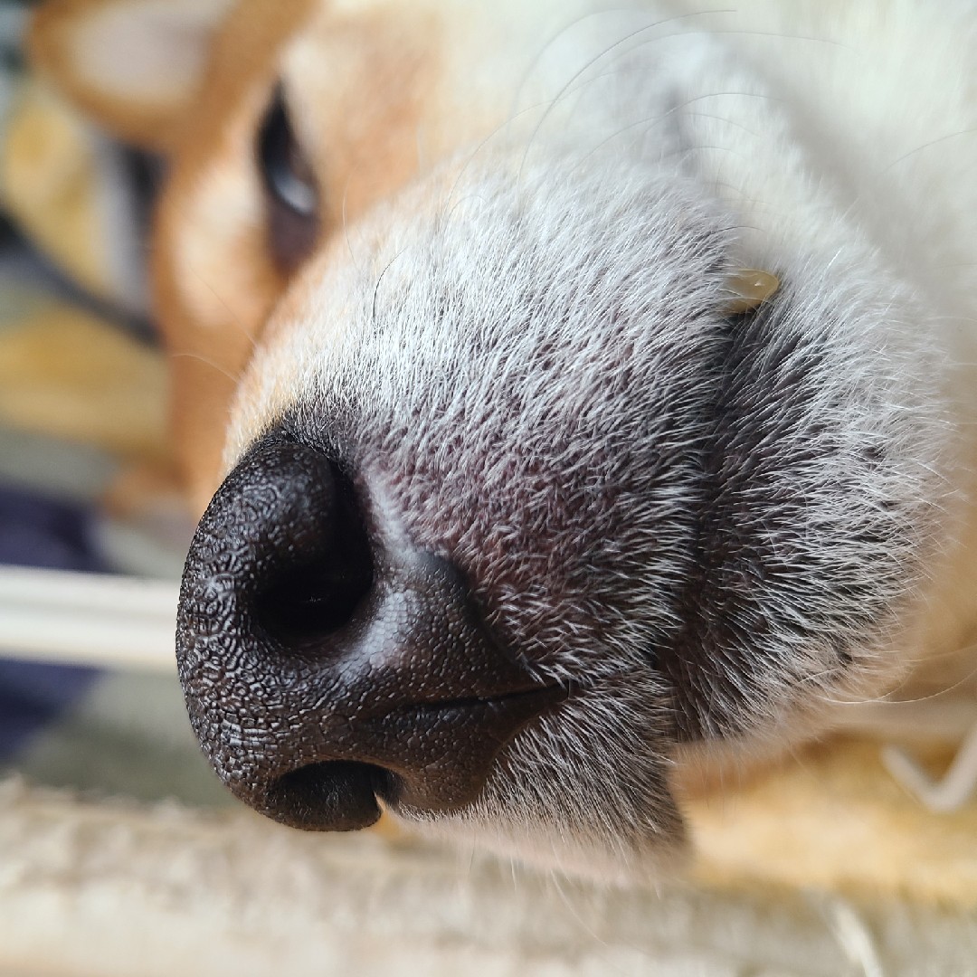 愛犬の星！