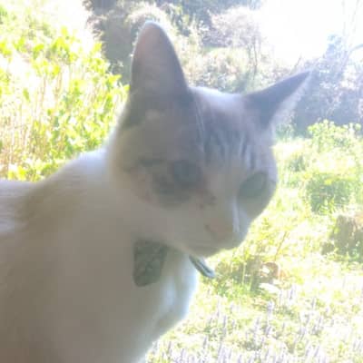 シャムトラの星