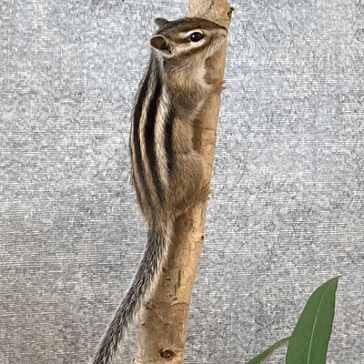 シマリスを愛する星