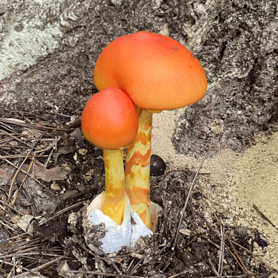 山のきのこの星