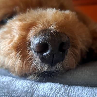 鼻びちゃびちゃの星