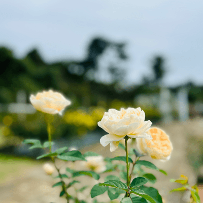 無料しか勝たん❣️