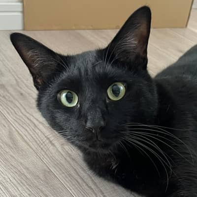 黒猫の星
