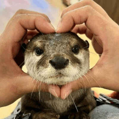 マイペースの星