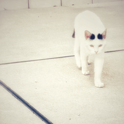 ひとり好きな星