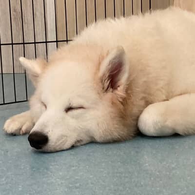 自閉症スペクトラム