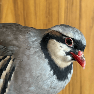 鳥の星