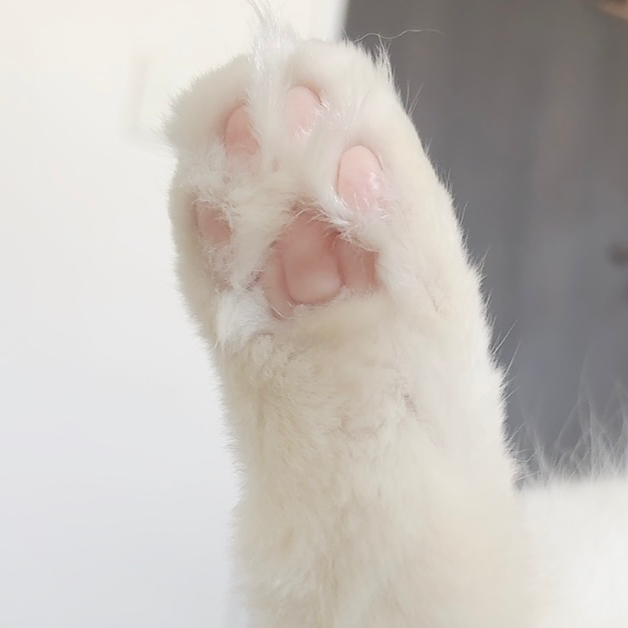 髪々の星