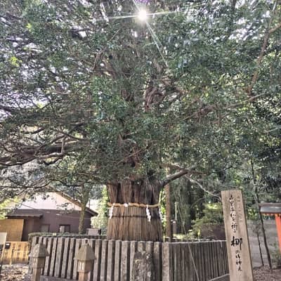 御神木🌳巨樹🌲