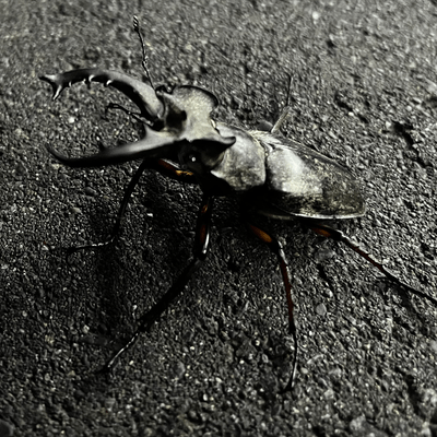 クワガタ採集の星