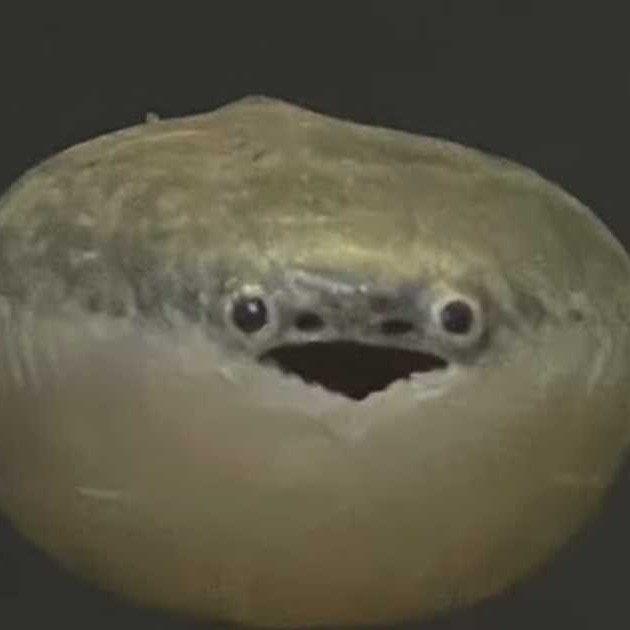 サカバンバスピスの星