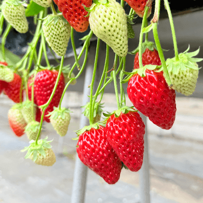 🫧フルーツ🫧の星