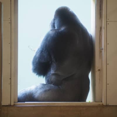 ジータフまめおの星