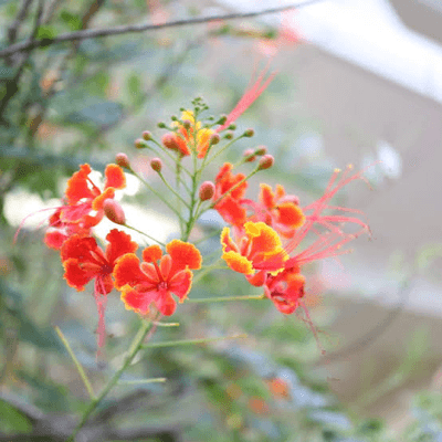 何気ない投稿の星の星